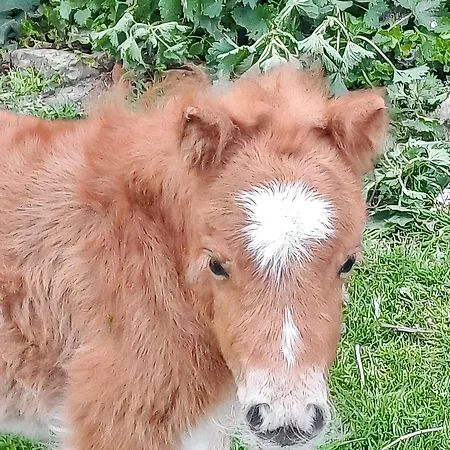 Maison Confortable A Avec Piscine Privee 別荘 Saint-Germain-du-Pert