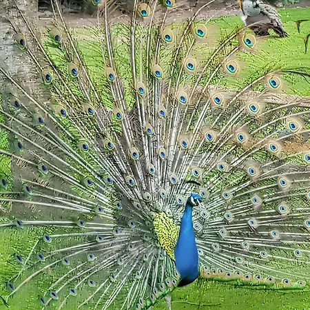 Maison Confortable A Avec Piscine Privee Feriehus Saint-Germain-du-Pert