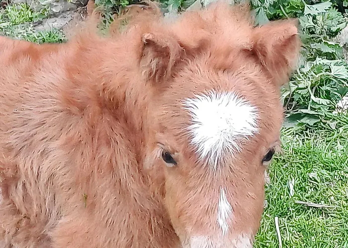 Maison Confortable A Avec Piscine Privee Semesterbostad Saint-Germain-du-Pert